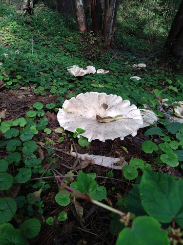Aspropaxillus giganteus