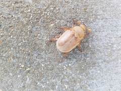 Scarabaeidae