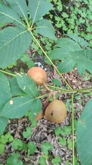 Aesculus sylvatica