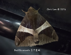 Bastilla arcuata