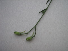 Delphinium consolida