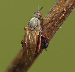 Empis spectabilis