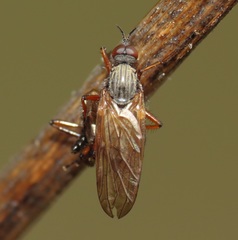 Empis spectabilis