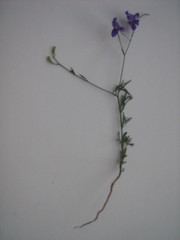 Delphinium consolida