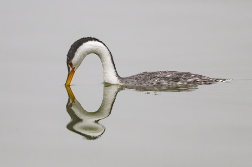 iNaturalist observation photo of Clark's Grebe