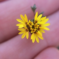 Lessingia germanorum