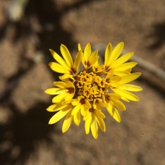 Lessingia germanorum
