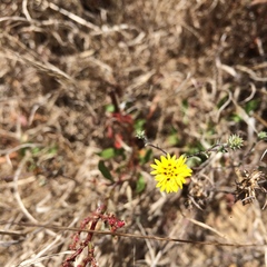 Lessingia germanorum