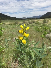 Thermopsis montana