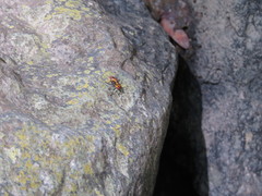 Oncopeltus cingulifer