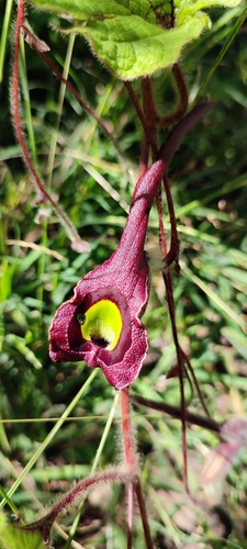 Image of Aristolochia foetida by no rights reserved