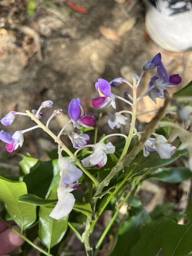 Austrocallerya megasperma (F.Muell.) J.Compton & Schrire