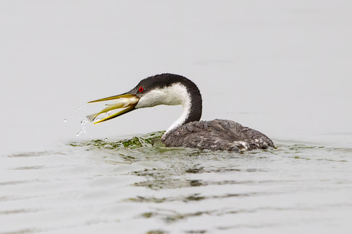 iNaturalist observation photo of Western Grebe