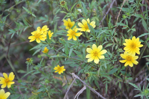 Bidens aristosa iNat (1)