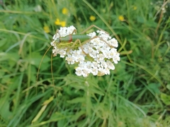 Ephippiger ephippiger