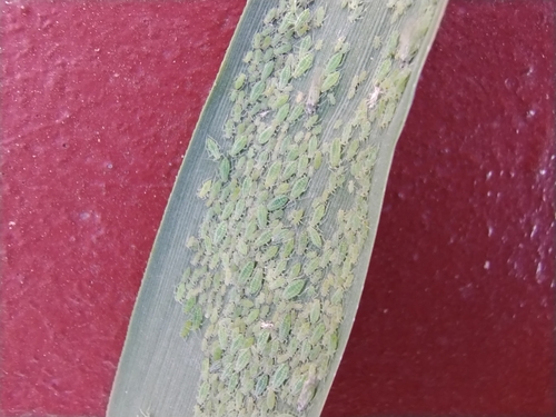 Mealy Plum Aphid photo 5