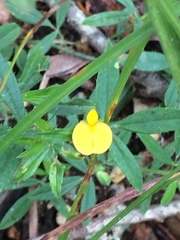 Stylosanthes biflora