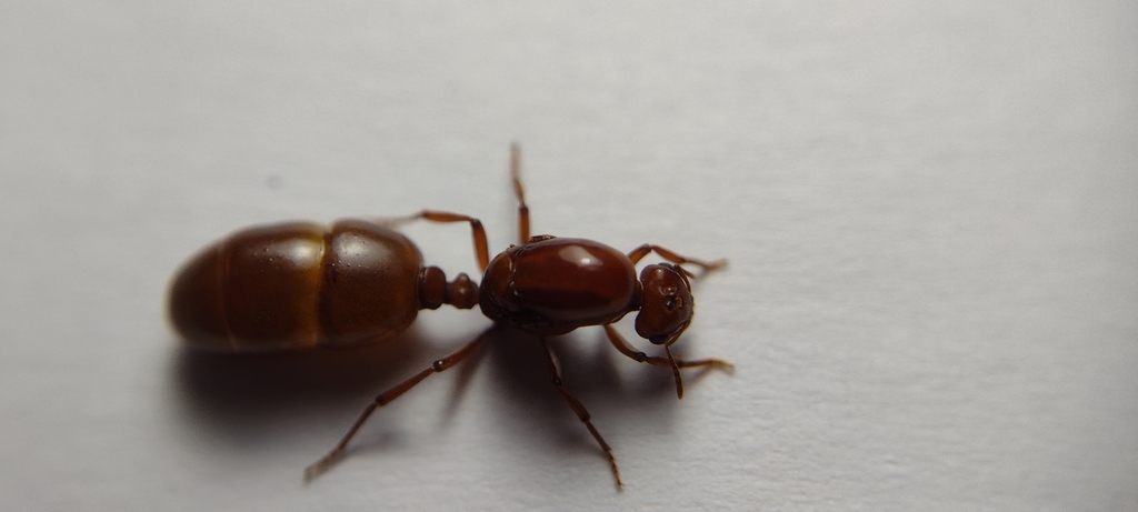 Carebara lignata