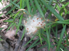 Asclepias angustifolia