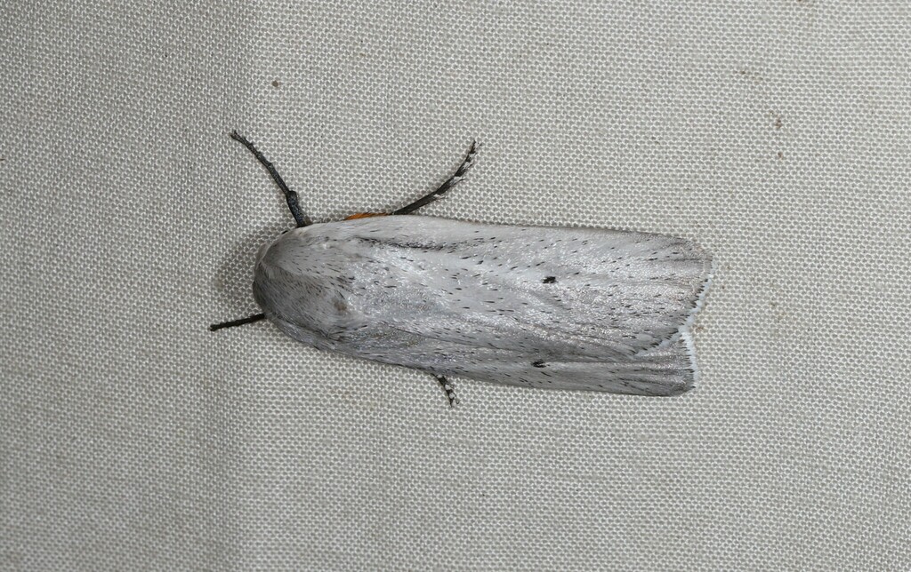 Maroga setiotricha