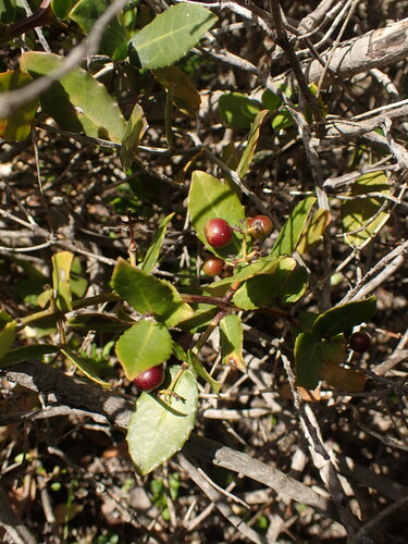 Image of Lauridia tetragona by (c) agujaceratops, some rights reserved (CC BY)