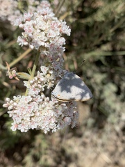 Satyrium sylvinus dryope
