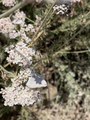 Satyrium sylvinus dryope