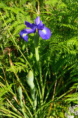 Iris latifolia