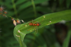 Oecophylla smaragdina