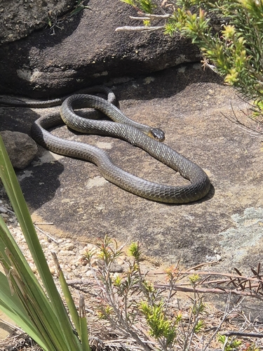 Common Tree Snake sighting