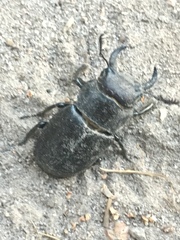 Lucanus mazama