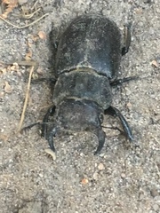 Lucanus mazama