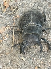 Lucanus mazama