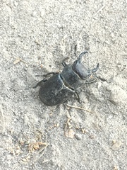 Lucanus mazama