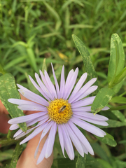 Adelphocoris suturalis