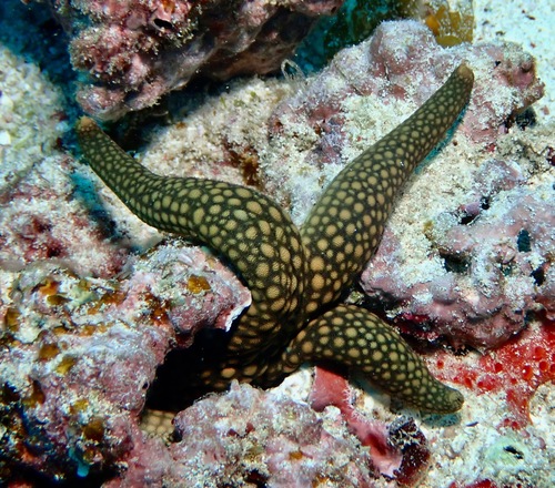 Nardoa galatheae