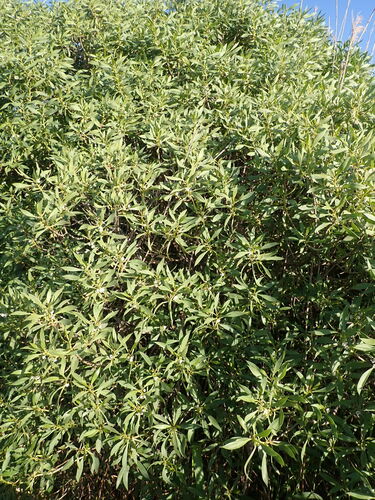 Image of Myoporum montanum by (c) agujaceratops, some rights reserved (CC BY)