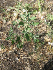Chenopodium album