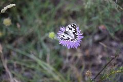 Melanargia lachesis
