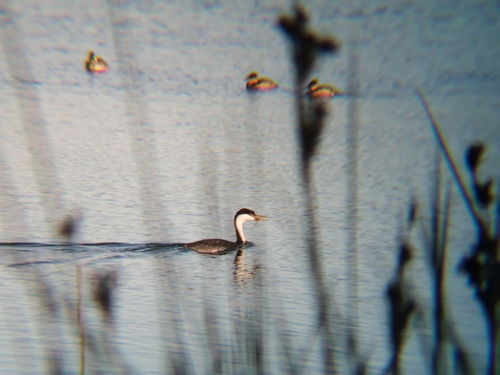 iNaturalist observation photo of Western Grebe