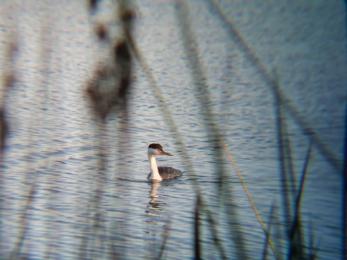 iNaturalist observation photo of Clark's Grebe