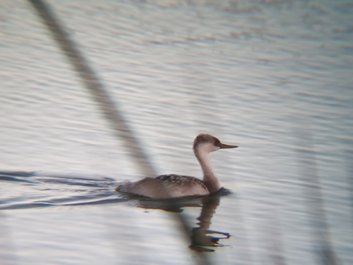 iNaturalist observation photo of Western and Clark's Grebes