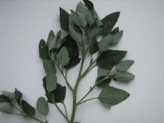 Chenopodium album