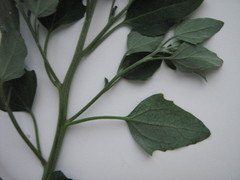 Chenopodium album