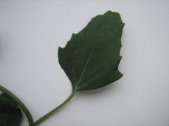 Chenopodium album