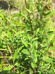 Crocanthemum canadense