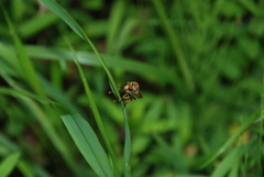 Cophinopoda