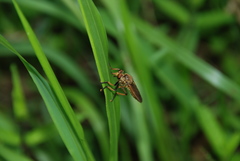 Cophinopoda
