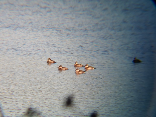 iNaturalist observation photo of Ruddy Duck