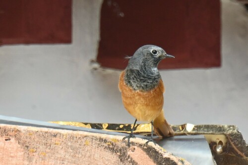 Black Redstart